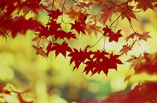 「秋の彩り」　松坂 正彦